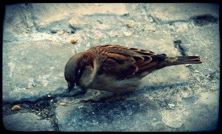A little sparrow in the city